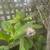 Hydrangea-macrophylla-typical large flower-you dig 1 thumbnail