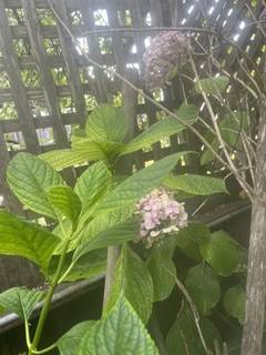 Hydrangea-macrophylla-typical large flower-you dig 1