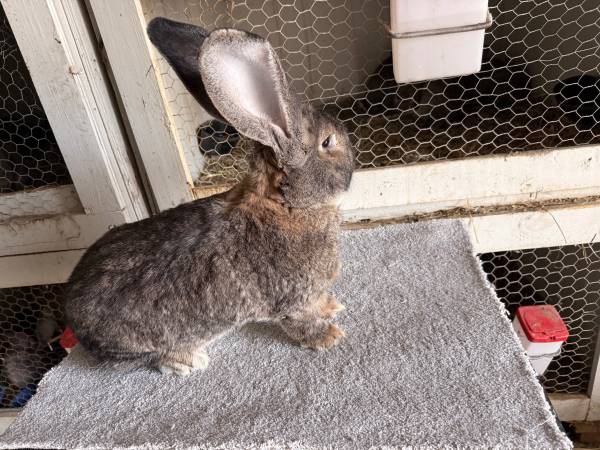 German giant rabbits (St.Louis)