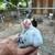 Speckled Cochin 6 thumbnail