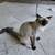 2 year 8 month years old ragdoll female cat 3 thumbnail