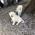 *****GREAT PYRENEES PUPPIES***** 4 thumbnail