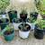 Baby Evergreen Trees $10 each 1 thumbnail