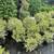 Boxwoods 2 thumbnail