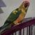 Baby Sun Conures 13 thumbnail