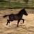 ASPC/AMHR registered Miniature horse colt 5 thumbnail