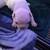 AKC French bulldogs 2 thumbnail