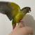Conure parrot 2 thumbnail