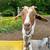 Nanny Goat 2 thumbnail