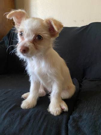 Chorkie (hayward / castro valley)63683376905475120