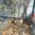 Quail bird!! 1 thumbnail