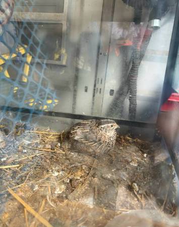 Quail bird!! 1