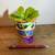 UNUSUAL HOUSEPLANT-Mexican Butterwort-Eats Bugs; Thrives on Neglect! 5 thumbnail
