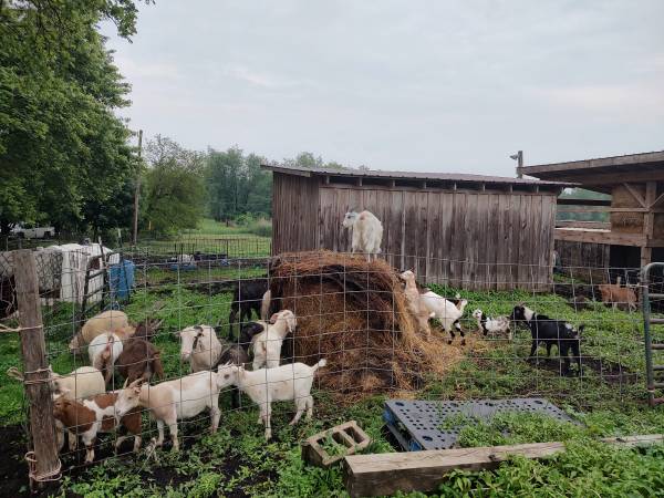 Herd of goats - $1 (Hermitage pa)62971055597569122