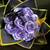 Florist 4 thumbnail