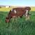 Cows 9 thumbnail
