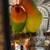 Rehoming Love Birds 8 thumbnail