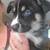 Husky Puppy 2 thumbnail