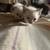 Kittens for sale 8 thumbnail