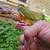 Handfed tame conures 4 thumbnail
