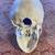 anatomical skull model 8 thumbnail
