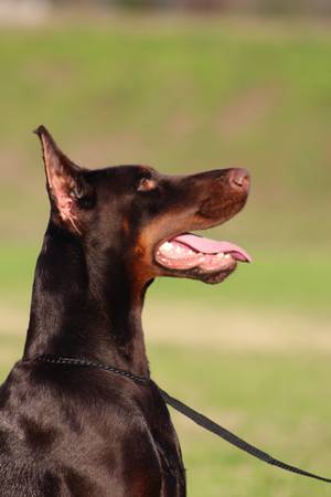 Hembra Doberman Europeo (Houston)63859316436867120