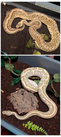 Ball Pythons63882391956099121