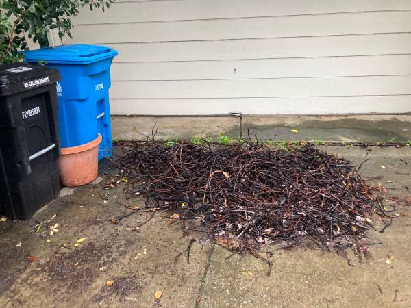 FREE Avocado Kindling for BBQ/Smoking Meat/Fish 1