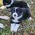 Texas Heeler 8 thumbnail