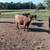 Dexter cattle 3 thumbnail