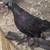 Pigeons 8 thumbnail