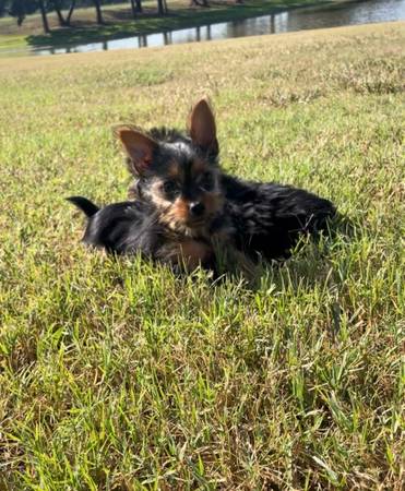 Yorkie Puppy (Belden)63748470041603121