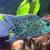 Electric Blue Jack Dempsey 1 thumbnail