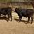 3 Brangus heifers GENTLE 4 thumbnail