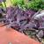 Tradescantia 'Purple Heart' - Colourful Houseplant 4 thumbnail