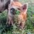 Kunekune 3 thumbnail