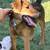 Dogs for adoption 3 thumbnail