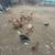 Chickens and peacocks 4 thumbnail
