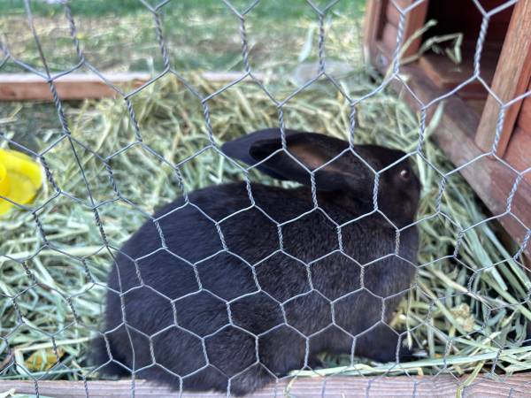 8 week old holland lop x Rex rabbit