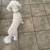 2 yro mini Poodle boy 8 thumbnail