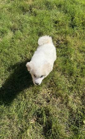 Loyal friend (Tacoma)63826637329793124