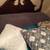 Pet/dog/cat-Body pillows, pillows, blankets, linens 1 thumbnail