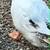 Call ducks 2 thumbnail