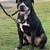 pitbull 1 thumbnail