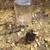 Beer Making Brewery Lot Glass Carboy Water Jug Bottle 5 Gallon 2 Liter 9 thumbnail