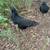 Fertilized Ayam Cemani chicken eggs 3 thumbnail