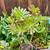 Succulent “Meat Plant”  Succulents plants– Large Pot – 3 thumbnail