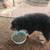 Standard Australian Shepherd 2 thumbnail