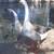 Geese 5 thumbnail