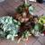 DECORATED PUMPKINS WITH SUCCULENTS 7 thumbnail